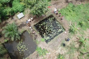 Bassins piscicoles vus du drone © Thierry Barbaut