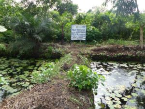 Bassins piscicoles