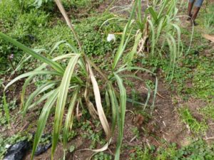 Plants de Canne à sucre