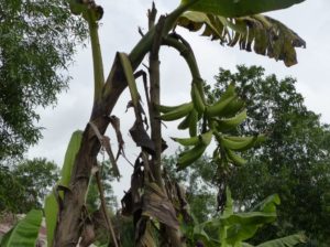 Bananier plantain