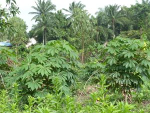 Plants de Manioc