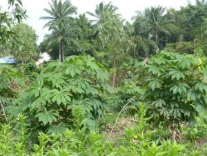 Plants de Manioc